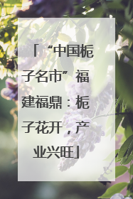 “中国栀子名市”福建福鼎：栀子花开，产业兴旺