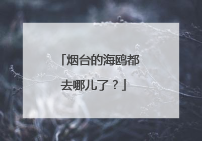 烟台的海鸥都去哪儿了？