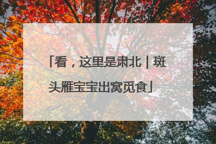看，这里是肃北｜斑头雁宝宝出窝觅食