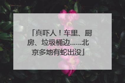 真吓人！车里、厨房、垃圾桶边……北京多地有蛇出没