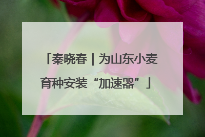 秦晓春｜为山东小麦育种安装“加速器”