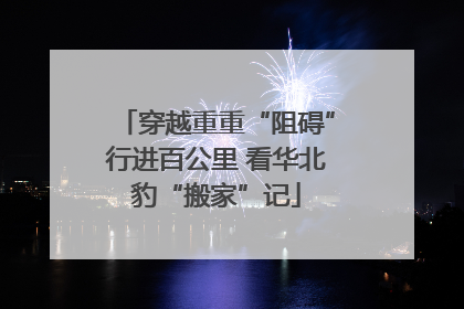 穿越重重“阻碍”行进百公里 看华北豹“搬家”记