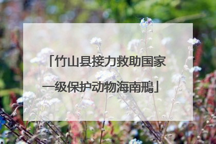 竹山县接力救助国家一级保护动物海南鳽