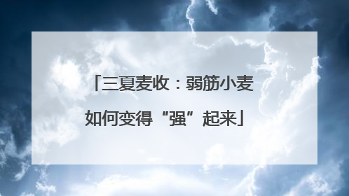 三夏麦收：弱筋小麦如何变得“强”起来