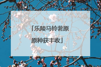 乐陵马铃薯原原种获丰收