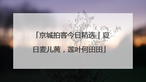 京城拍客今日精选｜夏日麦儿黄，莲叶何田田