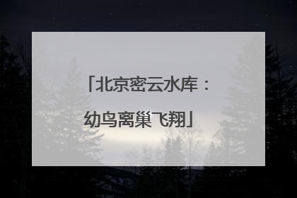 北京密云水库：幼鸟离巢飞翔