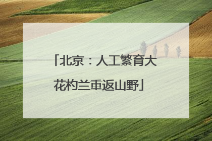 北京：人工繁育大花杓兰重返山野