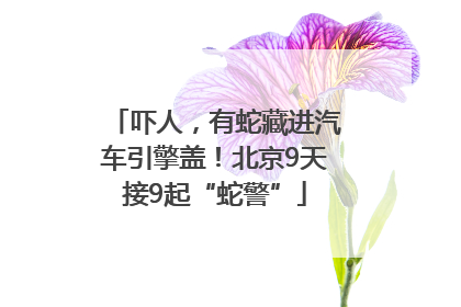 吓人，有蛇藏进汽车引擎盖！北京9天接9起“蛇警”