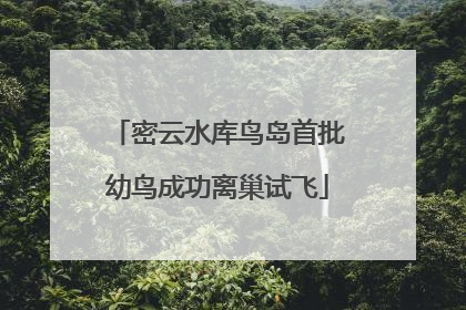 密云水库鸟岛首批幼鸟成功离巢试飞