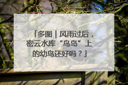 多图｜风雨过后，密云水库“鸟岛”上的幼鸟还好吗？