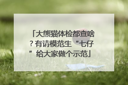 大熊猫体检都查啥？有请模范生“七仔”给大家做个示范