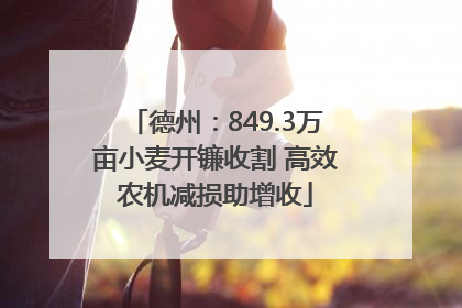 德州：849.3万亩小麦开镰收割 高效农机减损助增收