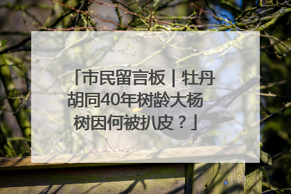 市民留言板｜牡丹胡同40年树龄大杨树因何被扒皮？