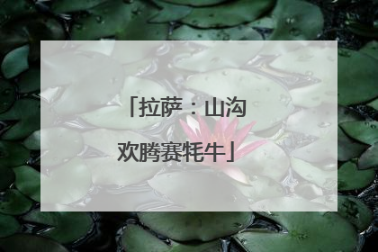 拉萨：山沟欢腾赛牦牛