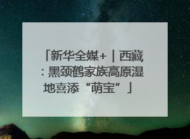 新华全媒+｜西藏：黑颈鹤家族高原湿地喜添“萌宝”
