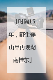 时隔15年，野生穿山甲再现湖南桂东