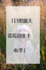 日照露天蓝莓迎来丰收季