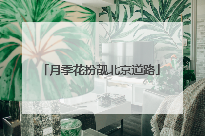月季花扮靓北京道路