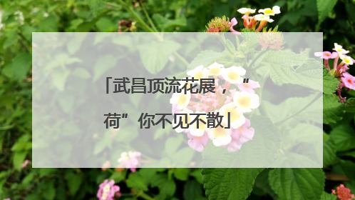 武昌顶流花展，“荷”你不见不散