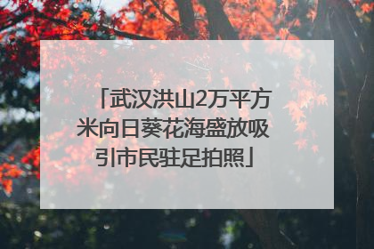 武汉洪山2万平方米向日葵花海盛放吸引市民驻足拍照