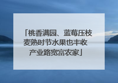 桃香满园、蓝莓压枝 麦熟时节水果也丰收 产业路宽富农家