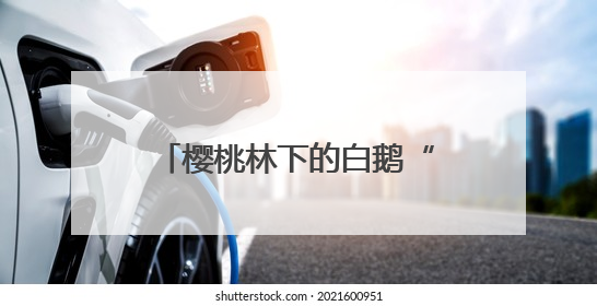 樱桃林下的白鹅“除草工” 奏响生态致富“向天歌”