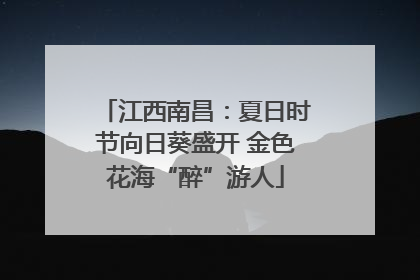 江西南昌：夏日时节向日葵盛开 金色花海“醉”游人