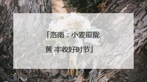 洛南：小麦覆陇黄 丰收好时节