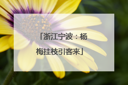 浙江宁波：杨梅挂枝引客来