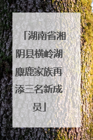湖南省湘阴县横岭湖麋鹿家族再添三名新成员