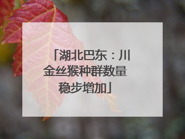 湖北巴东：川金丝猴种群数量稳步增加