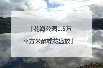 花海公园1.5万平方米醉蝶花盛放
