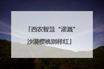 西农智慧“灌溉” 沙漠樱桃别样红