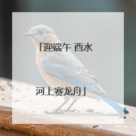 迎端午 酉水河上赛龙舟