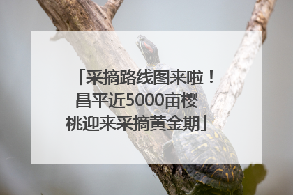 采摘路线图来啦！昌平近5000亩樱桃迎来采摘黄金期