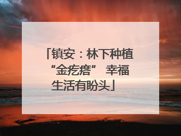 镇安：林下种植“金疙瘩” 幸福生活有盼头